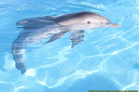 Winter Dolphin Tale Photo 25515686 Fanpop