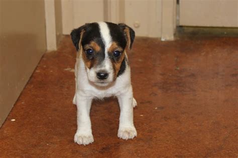 Sold Penelope Female 1 Tri Broken Female Jack Russell Terrier Puppy