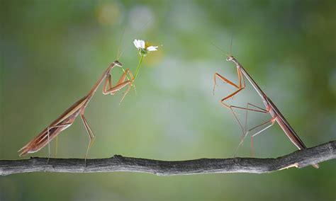 Yudy Sauws Photographs Of A Praying Mantis Mating Ritual Daily Mail