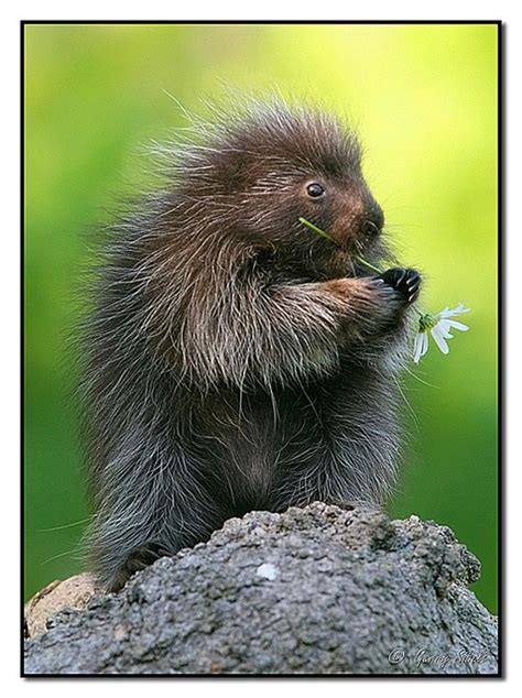 41 Best Porcupines Images On Pinterest Hedgehogs Nature And Animal