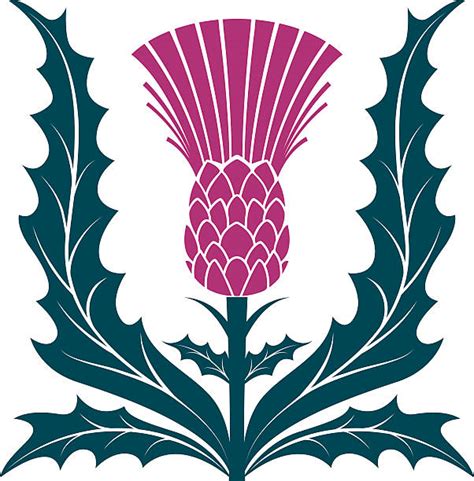 Silhouette Of A Thistle Illustrations Royalty Free Vector Graphics