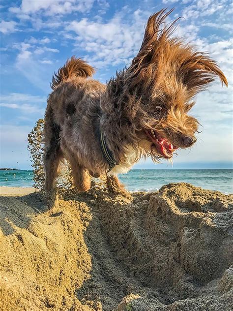 Funny Finalists Of The 2017 Comedy Pet Photography Awards Team Jimmy Joe