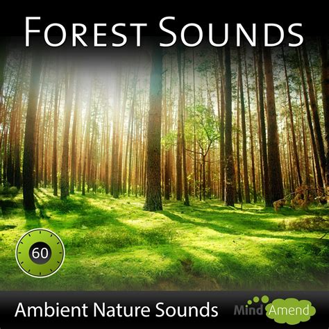 Acorda Platformă Narabar Forest Sound Download Mp3 Investigație