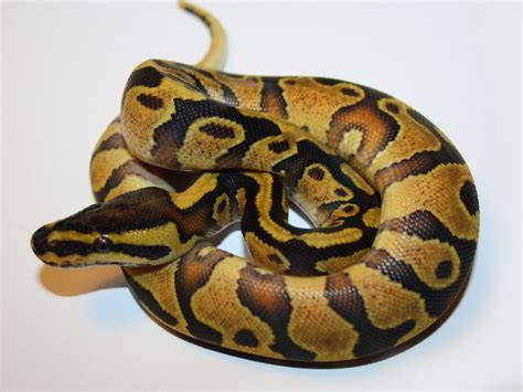 Enchi Yellow Belly Morph List World Of Ball Pythons