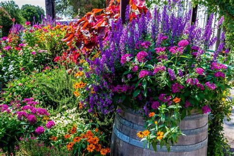 Top 7 Potted Flowers That Bloom All Summer