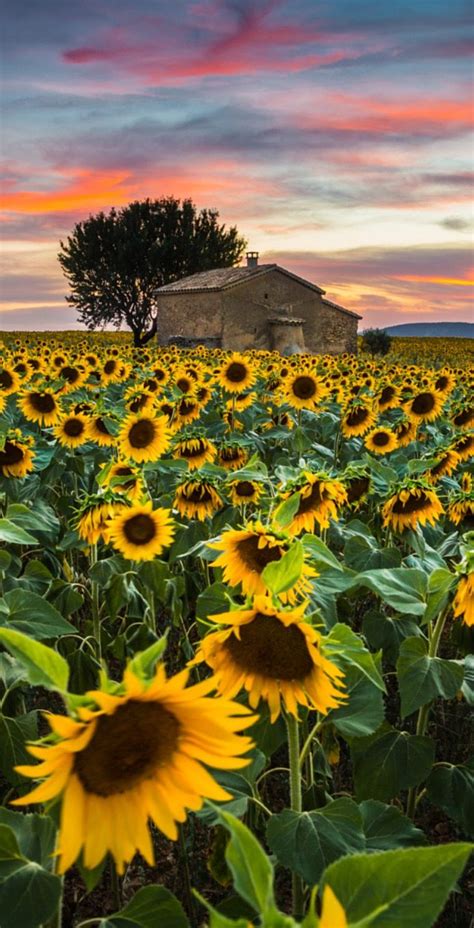 Sunflowers In Provence By Stefano Termanini 500px France