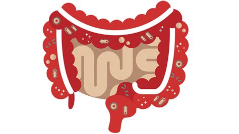 Gut Microbiome The Incredibly Weird Incredibly Complicated Things