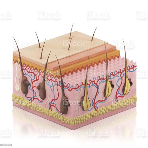 Human Skin Incision Stock Photo Download Image Now Anatomy Human