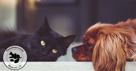 Krietzschwitz 26 01796 pirna sachsen. Tierschutzverein Pirna u.U. e.V.