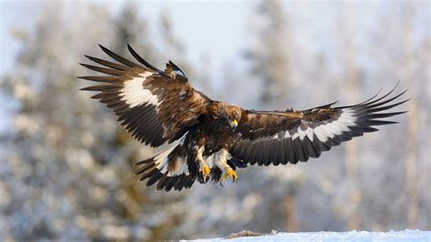 Golden Eagle A Fierce Raptor And Romantic Lover Cgtn