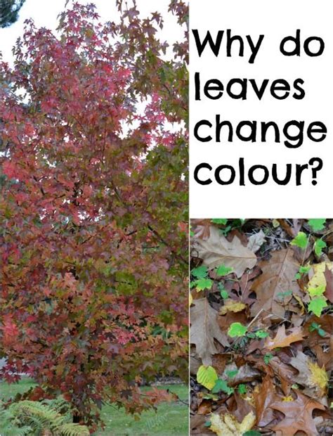 Why Do Leaves Change Colour In Autumn Science Questions For Kids