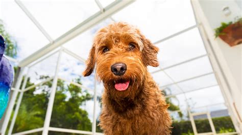 Maybe you would like to learn more about one of these? Best Dog Food for Goldendoodles: 5 Top Picks for Pet ...