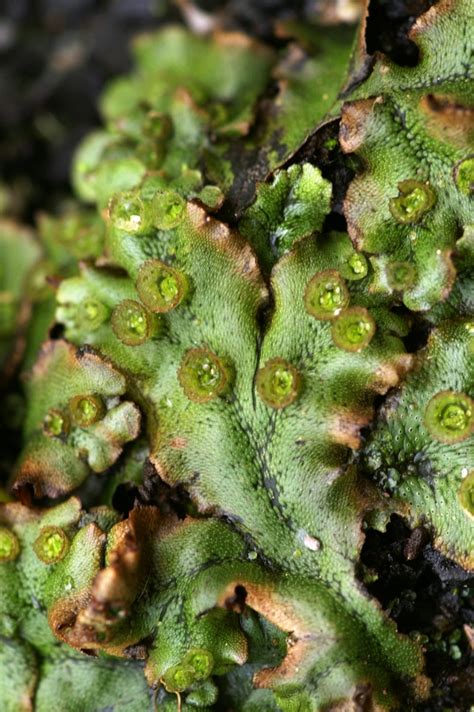 Marchantia Polymorpha