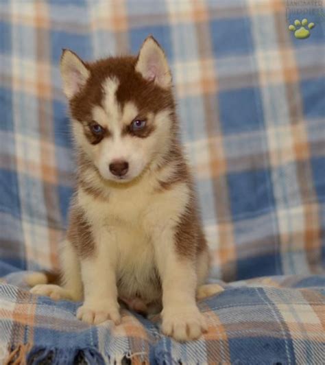 Ace Siberian Husky Puppy For Sale In Millersburg Oh Lancaster