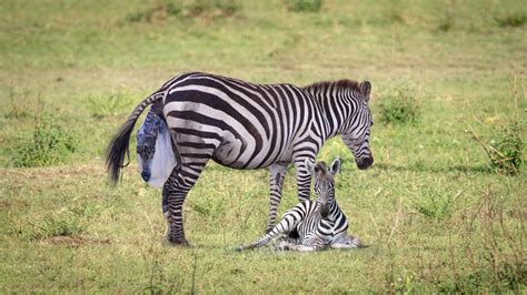 Zebra Giving Birth Success Youtube