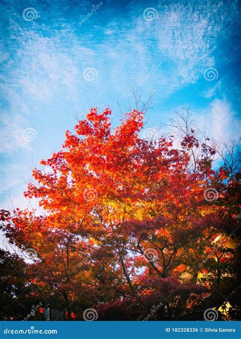 Red Maple Tree In Autumn Stock Photo Image Of Seasonal 182328336