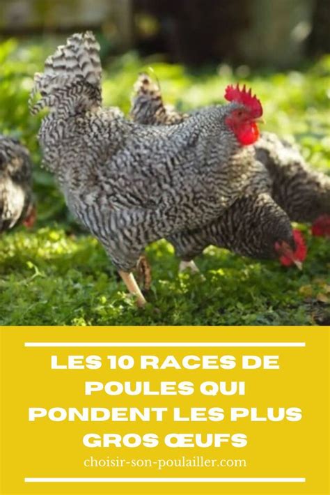 Les 10 races de poules qui pondent les plus gros œufs