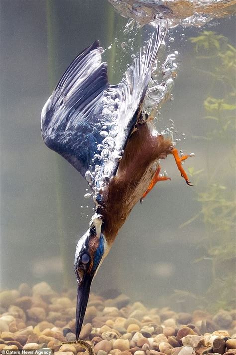 Kingfisher Dives Into The Water And Spears A Fish In Norfolk Express