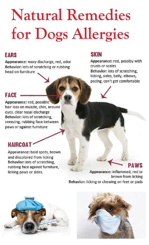 How Do You Treat A Dog With Skin Problems