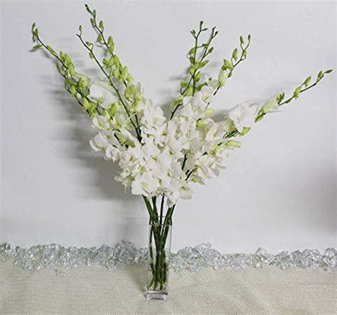 Athena’s Garden Fresh Cut White Orchids 10 Stems Dendrobium Orchids Flowers With Vase And Rocks