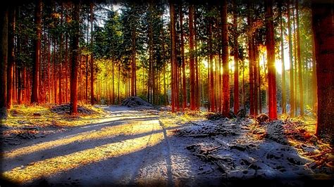 Sunlight In Forest Wallpapers Wallpaper Cave