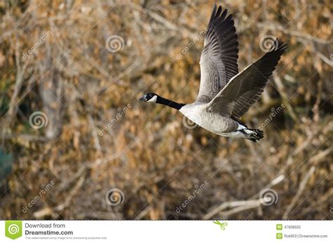 Canada Goose Flying Across The Autumn Woods Stock Image Image Of Lone