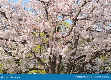 Landscape Of Japanese White Yoshino Cherry Blossoms Stock Image Image