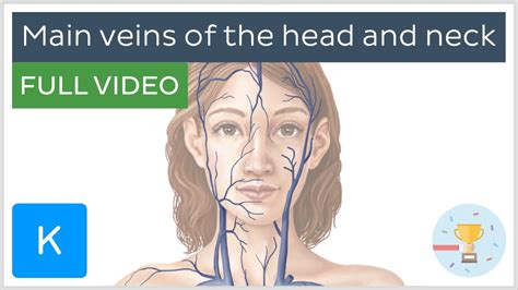Full Video Main Veins Of The Head And Neck Human Anatomy Kenhub