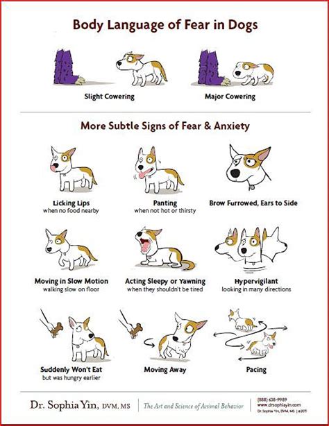 Dog Body Language 79 Signals And Expressions √ How To Communicate With
