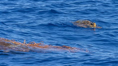 Shocking Photos Show Loggerhead Sea Turtle Stuck In Dumped Fishing Net