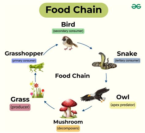 Food Chain Definition Types Examples Faqs