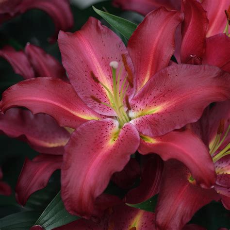 Lily Giant Oriental Collection 30 J Parker Dutch Bulbs
