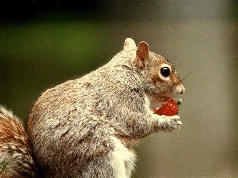 You’ve likely heard that fiber is an essential part of your diet. What Do Squirrels Eat? - What our furry little friends