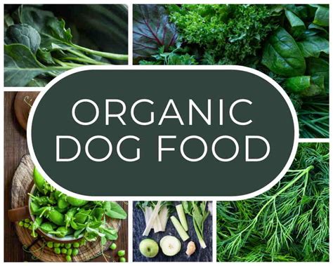 What Is Organic Dog Food And How Does It Benefit Your Dog