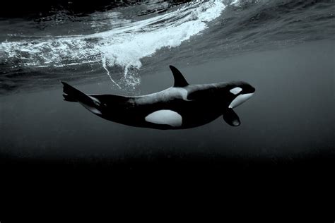 Swim With Killer Whales In Norway Complete Guide