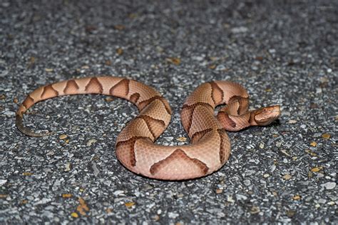 Eastern Copperhead Reptiles And Amphibians Of Mississippi