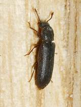 Common Bugs Found In Homes