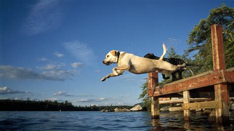 Dog Jumping Into Lake Wallpapers 1920x1080 548043