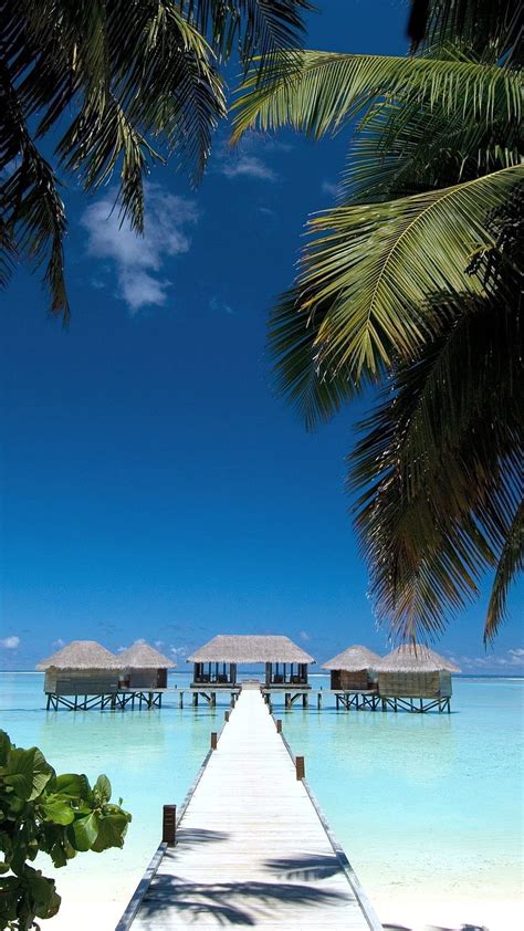 Maldives Beach House Palm Trees Paradise Tropical Background Hd Phone