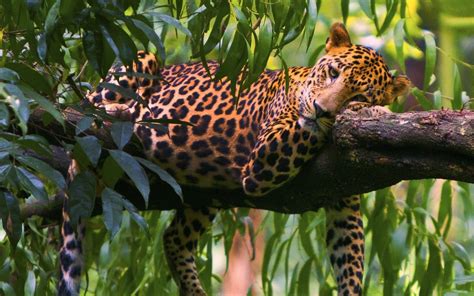 Leopard Branches Trees Lie Down Hd Wallpaper Wallpaper Flare