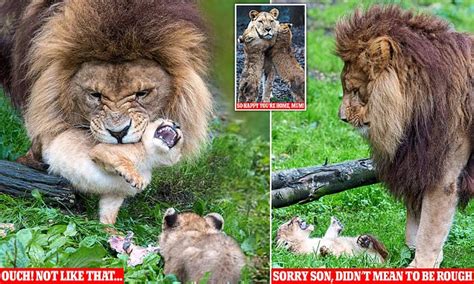 Male Lion Struggles To Look After His Cubs While Mum Is Away Daily Mail Online
