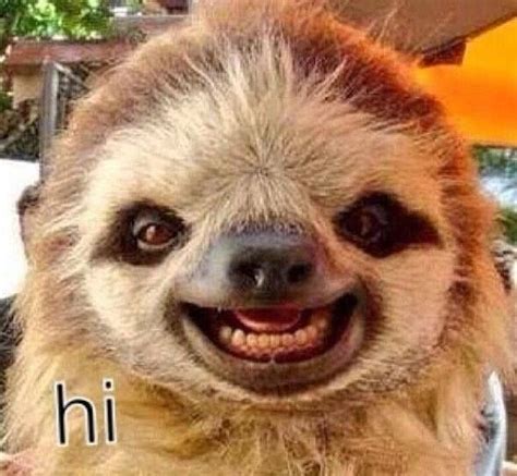 Sloth Of The Day Lets Talk About Sloths Sloth Of The Day Cute Baby