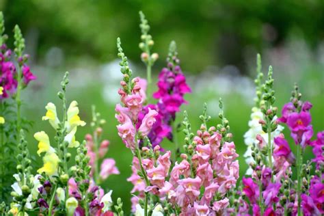 How To Grow And Care For Snapdragon Flowers A Step By Step