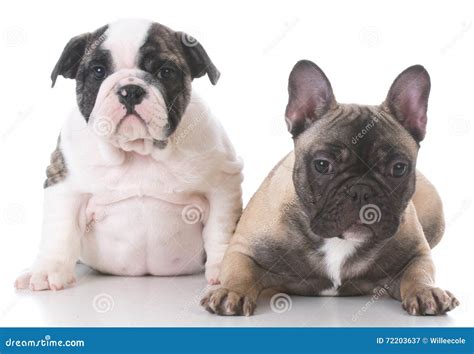 English And French Bulldog Puppies Stock Image Image Of Sitting