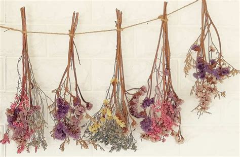 How To Dry Flowers From Harvesting To Drying Flowers Drying All Foods
