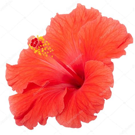 Flor De Hibisco Vermelho — Stock Photo © Andreaa 10185772