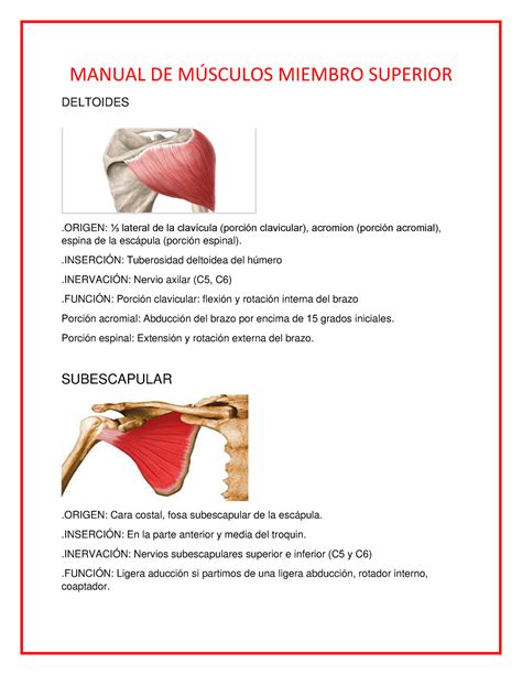 Manual DE Músculos Miembro Superior MANUAL DE MSCULOS MIEMBRO SUPERIOR DELTOIDES ORIGEN ⅓