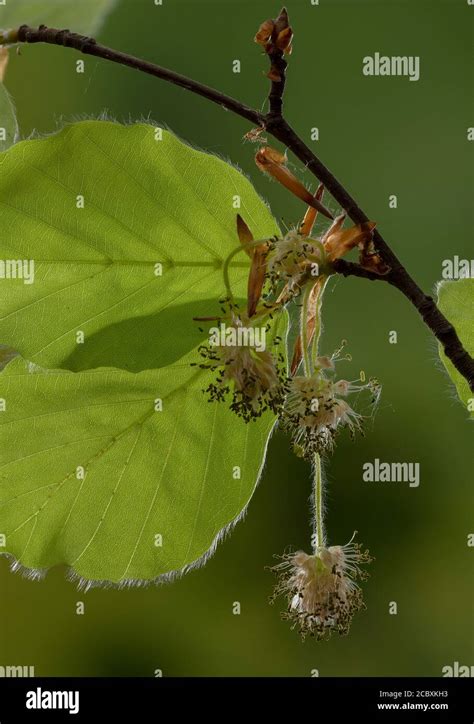 Male Flowers Of Beech Fagus Sylvatica In Spring Stock Photo Alamy