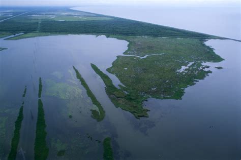 Aerial View Of Louisiana Wetland Habitats Image Free Stock Photo