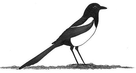 The most common magpie drawing art material is paper. magpie bird Colouring Pages | Drawings, Magpie art, Magpie
